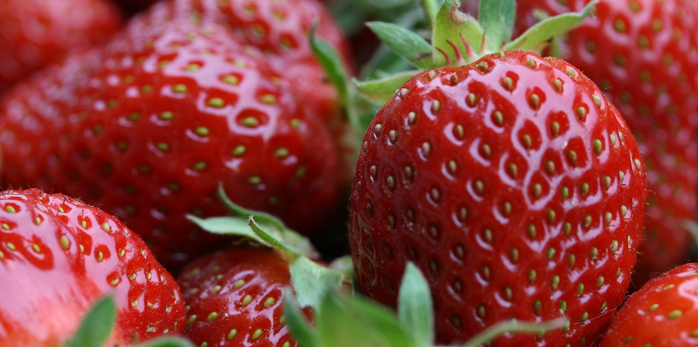 Sprzedaż truskawki i maliny deserowej mazowieckie